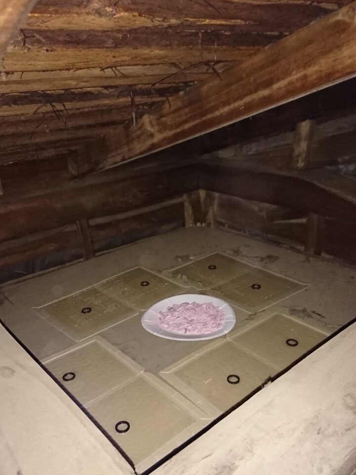 天井裏のネズミ駆除作業（殺鼠剤と粘着シート