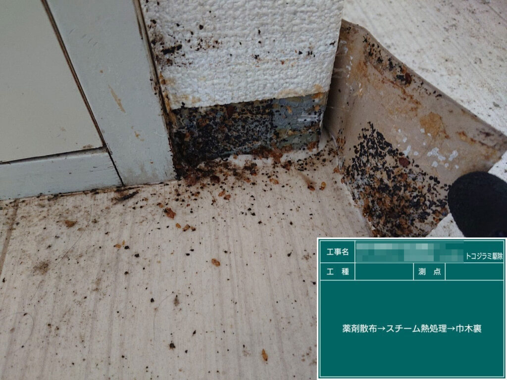 松戸市のマンションの一室のトコジラミ被害