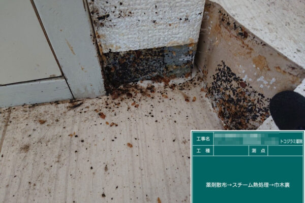 松戸市のマンションの一室のトコジラミ被害