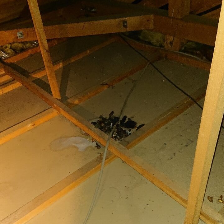 柏市ハクビシン駆除一戸建て天井裏のフン